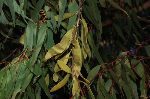 Image of Dendrophthoe glabrescens by (c) Greg Tasney, some rights reserved (CC BY-SA)