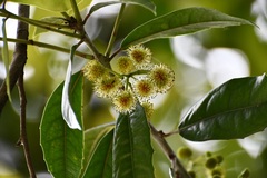 Olmediella betschleriana