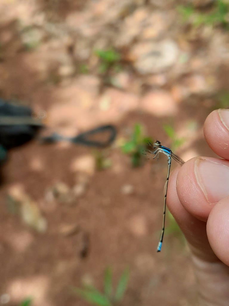 Kennedy's Wedgetail