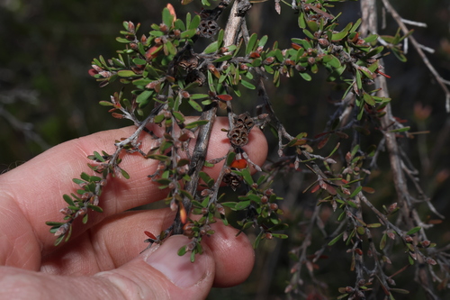 Image of Gaudium semibaccatum by (c) Greg Tasney, some rights reserved (CC BY-SA)
