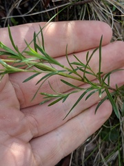 Erigeron hyssopifolius