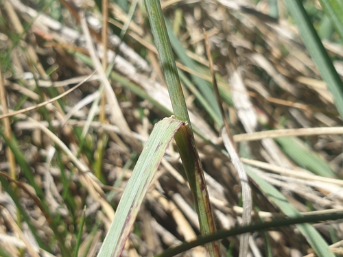 Helictotrichon sedenense, photograph 6