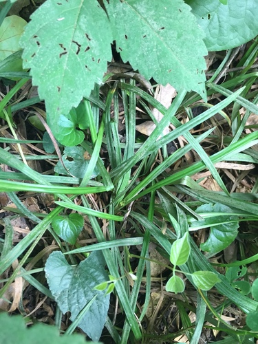 Thicket sedge (Carex abscondita)