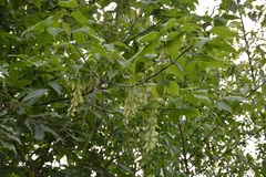 Acer negundo mexicanum