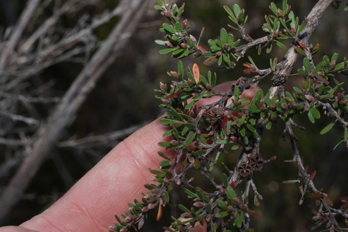 Image of Gaudium semibaccatum by (c) Greg Tasney, some rights reserved (CC BY-SA)