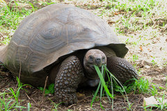 Chelonoidis niger porteri
