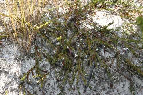 Image of Acacia baueri by (c) Greg Tasney, some rights reserved (CC BY-SA)