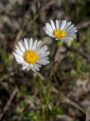 Erigeron hyssopifolius