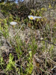 Erigeron hyssopifolius