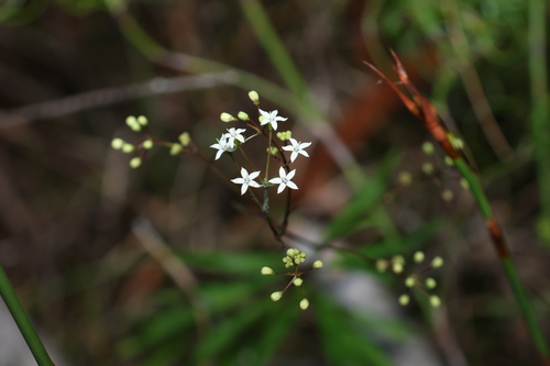 Astrotricha glabra (Astrotricha glabra)