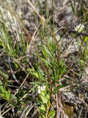Erigeron hyssopifolius