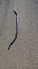 Dolichophis jugularis