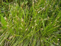 Carex geyeri