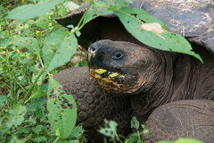 Chelonoidis niger porteri