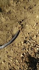 Dolichophis jugularis