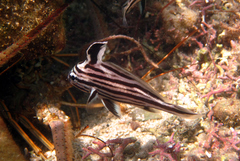 Pareques acuminatus