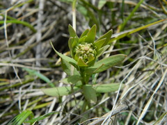 Comandra umbellata pallida