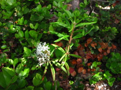 Rhododendron groenlandicum