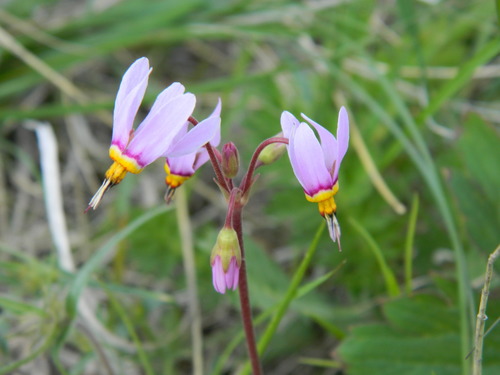 Primula pauciflora var. cusickii