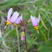 Primula pauciflora cusickii - Photo 由 mhays 所上傳的 (c) mhays，保留部份權利CC BY-NC