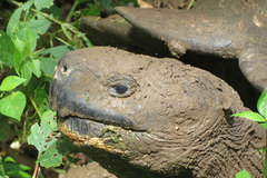 Chelonoidis niger porteri