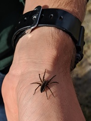 Dolomedes striatus