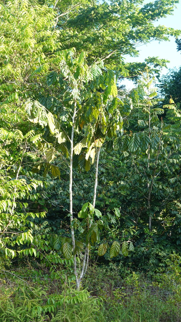 Tachigali amplifolia
