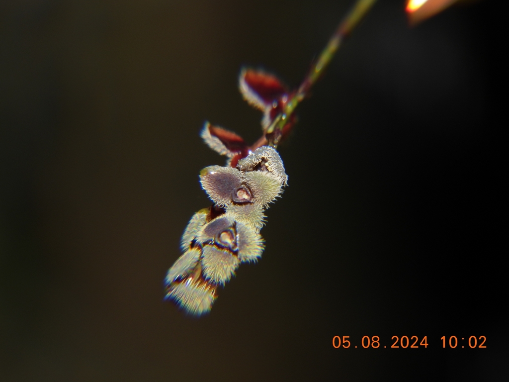 Stelis microchila