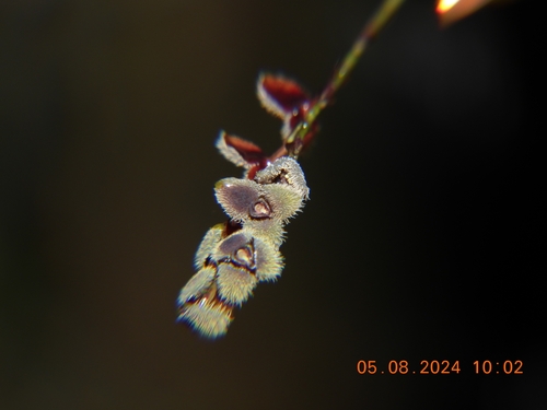 Microchila Orchid