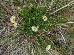 Erigeron hyssopifolius
