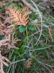 Carex eburnea