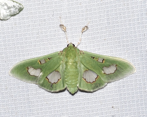 Siga liris Cramer, 1775