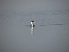 Aechmophorus clarkii