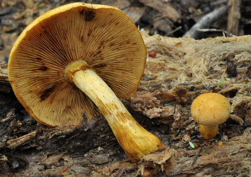 gymnopilus luteus