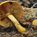 Yellow Gymnopilus - Photo (c) noah_siegel, some rights reserved (CC BY-NC-SA), uploaded by noah_siegel