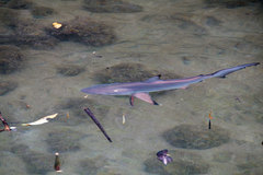 Carcharhinus limbatus