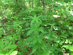 Veronicastrum sibiricum