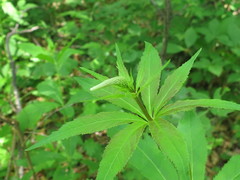 Veronicastrum sibiricum