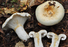 Deceptive Milky - Photo (c) noah_siegel, some rights reserved (CC BY-NC-SA), uploaded by noah_siegel