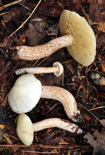 white suillus