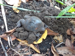 Rhinophrynus dorsalis