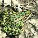 Northern Leopard Frog - Photo (c) roy pilcher, some rights reserved (CC BY-NC), uploaded by roy pilcher