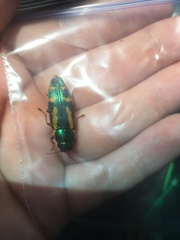 Buprestis rufipes