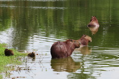 Hydrochoerus hydrochaeris