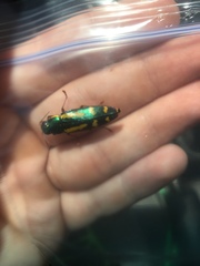 Buprestis rufipes