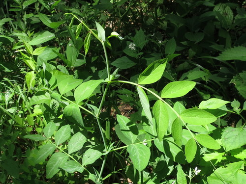 Image of Lathyrus davidii by (c) Repina Tatyana, some rights reserved (CC BY)