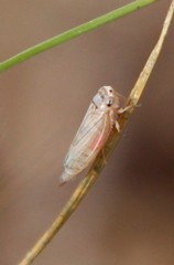 Cicadellidae