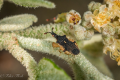 Lophoscutus