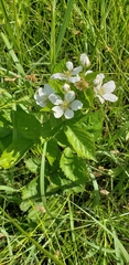 Rubus ostryifolius
