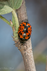 Calligrapha anabelae